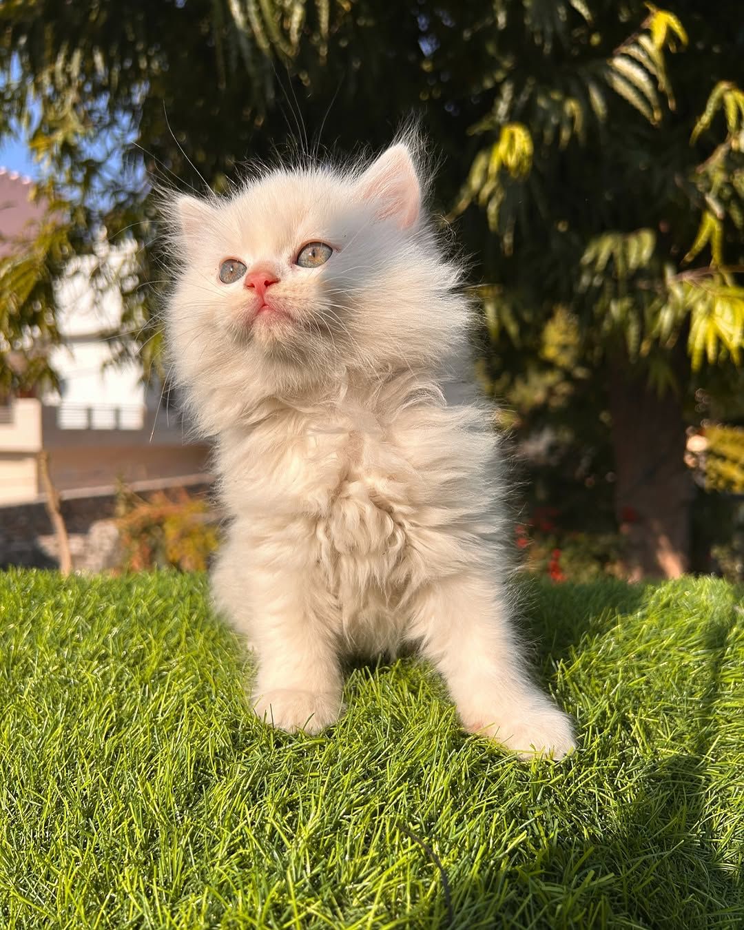 alegria female Alegria (Hembra) - Image 1