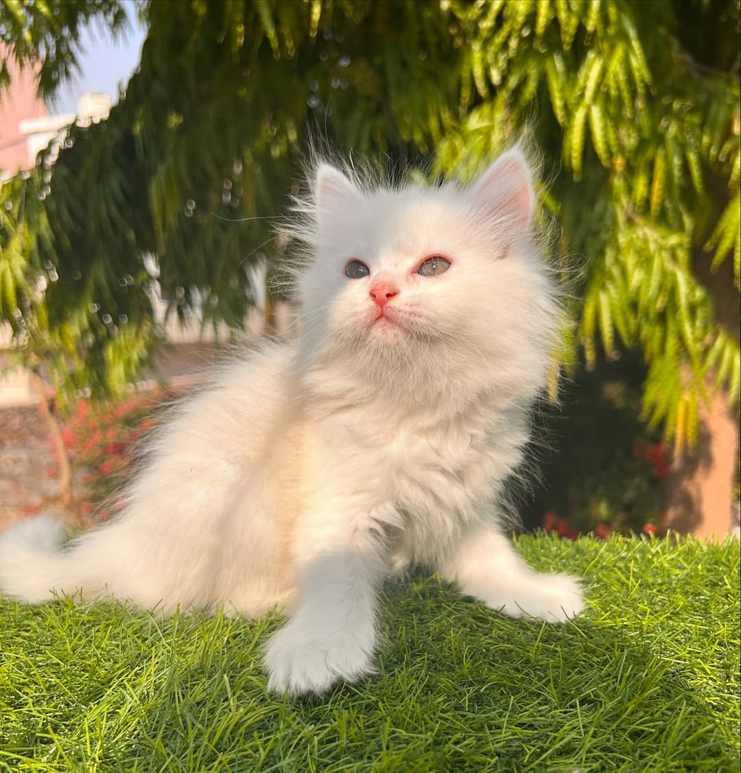 belle female Belle (Hembra) - Image 1