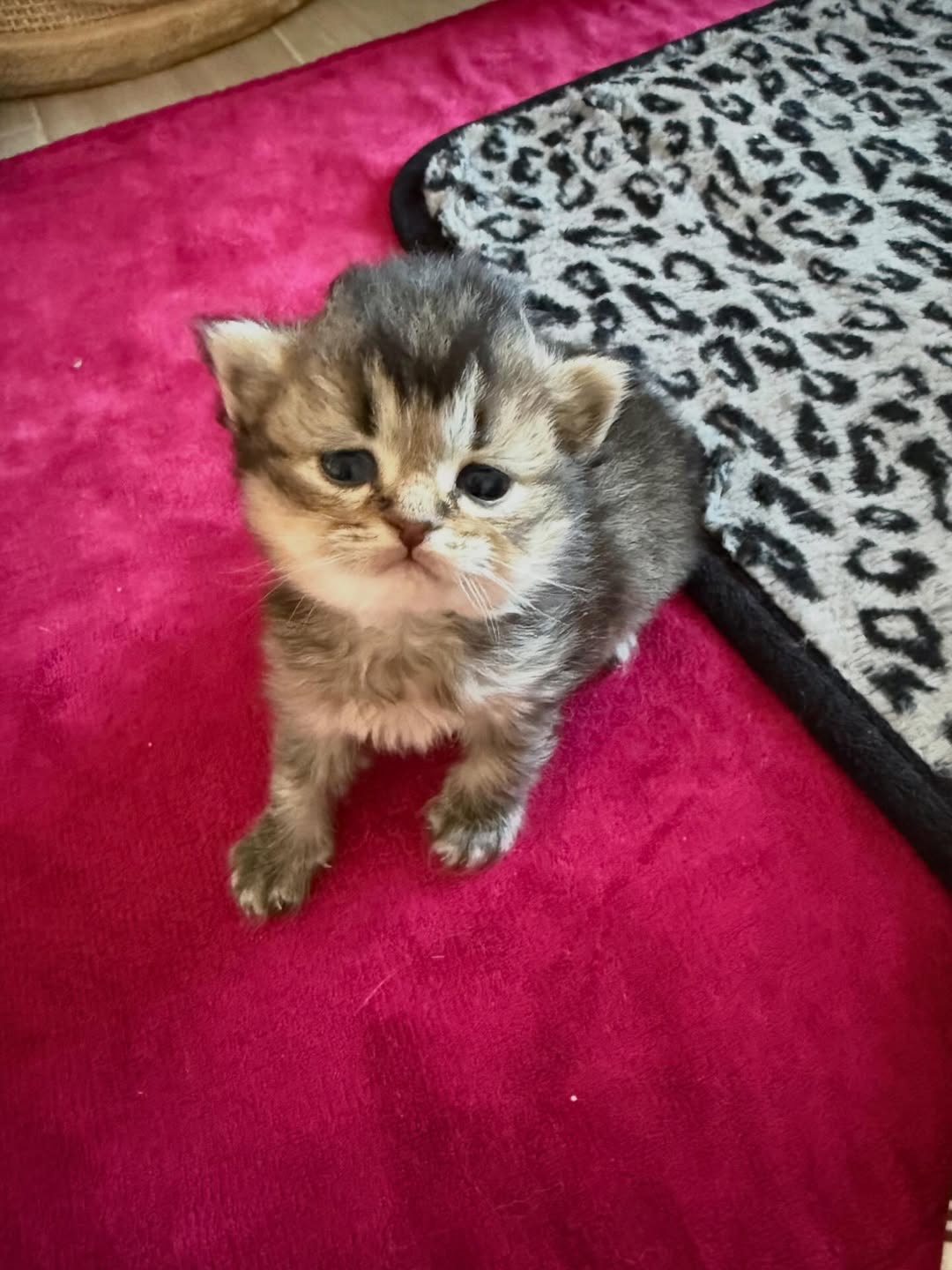 blair male Blair ( Macho ) - Image 1