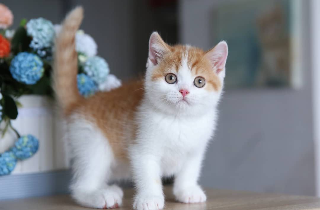 bree female Bree ( Hembra ) - Image 1