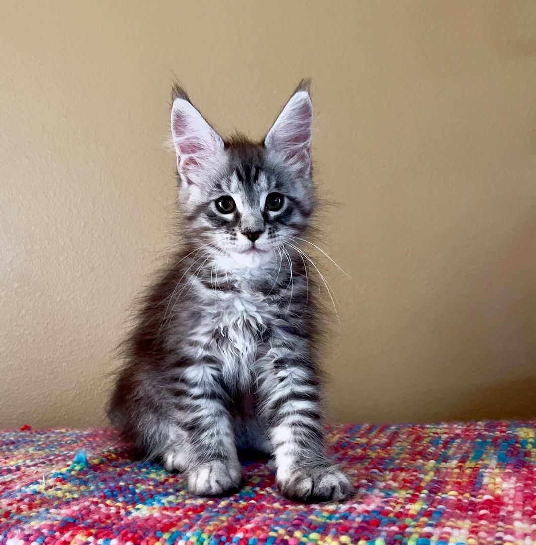 davina female Davina ( Hembra ) - Image 1