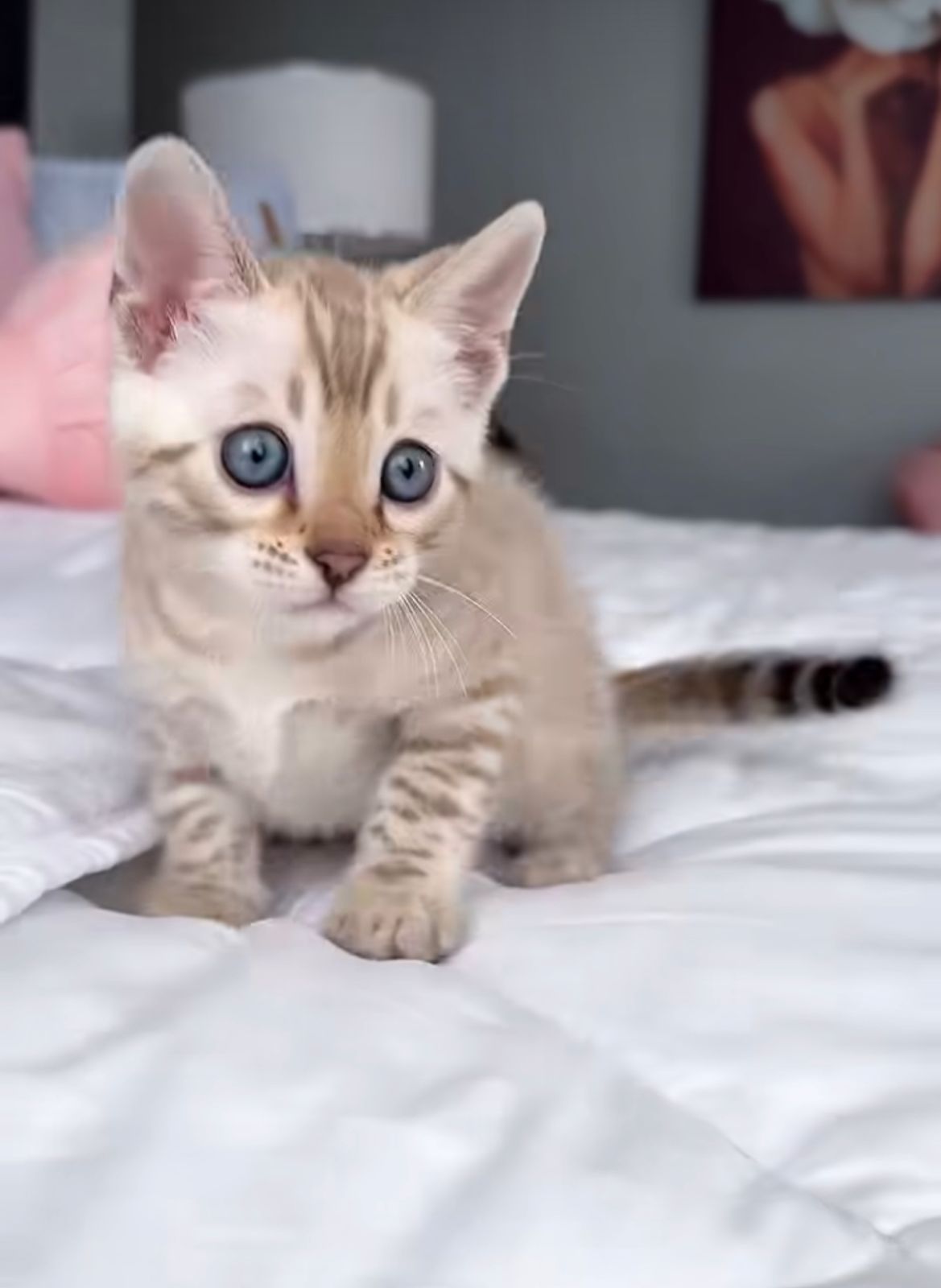 dulce female Dulce ( Female ) - Image 1