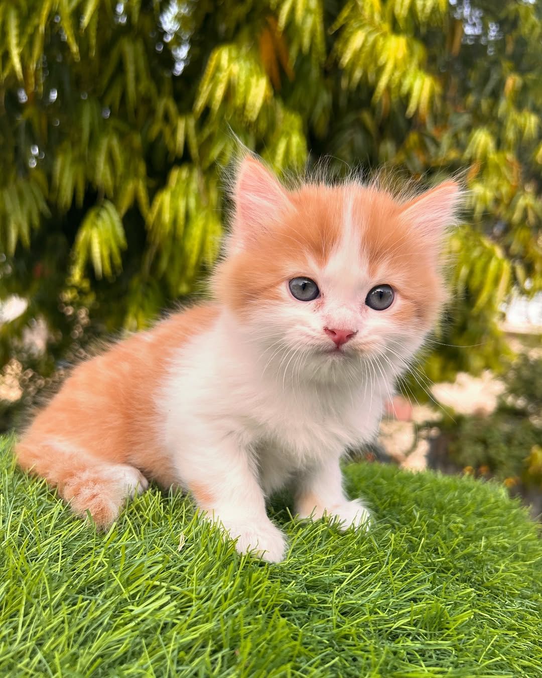 felix male Felix ( Macho ) - Image 1