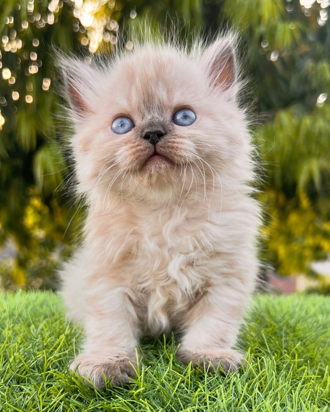 julia female Julia ( Hembra ) - Image 1