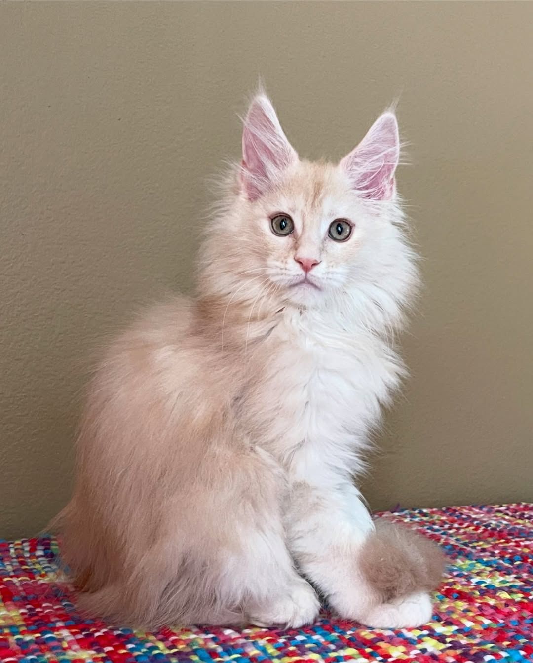 kristina female Kristina ( Hembra ) - Image 1