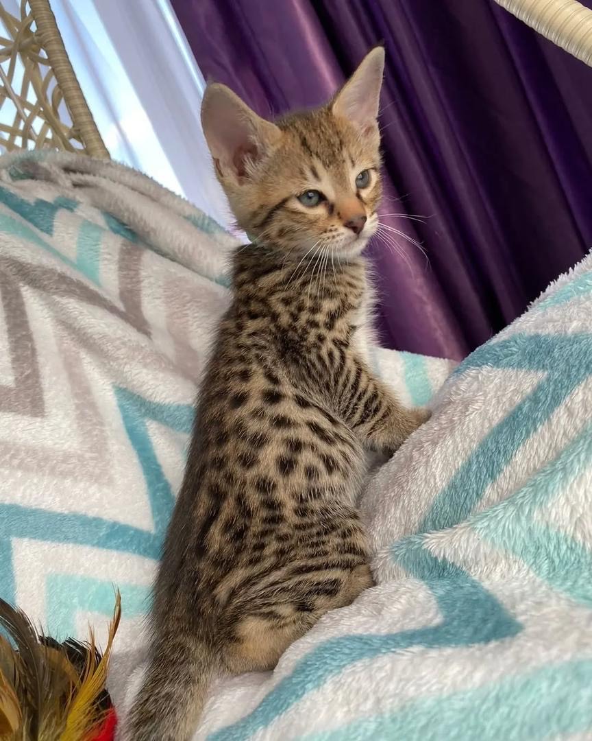 max male Max (Macho) - Image 1