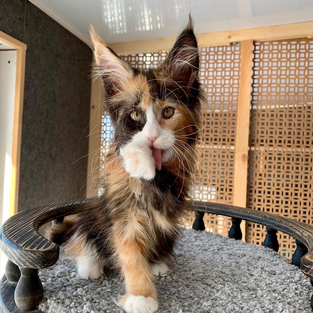 nico male Nico ( Macho ) - Image 1