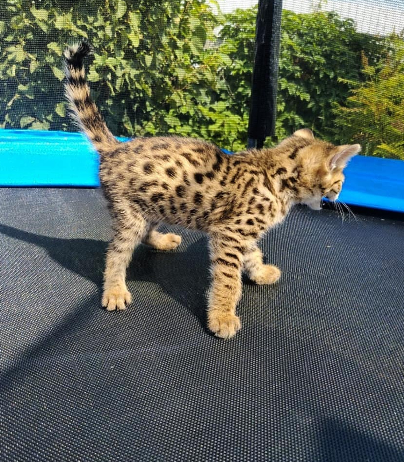 oliver male Oliver ( Macho ) - Image 1