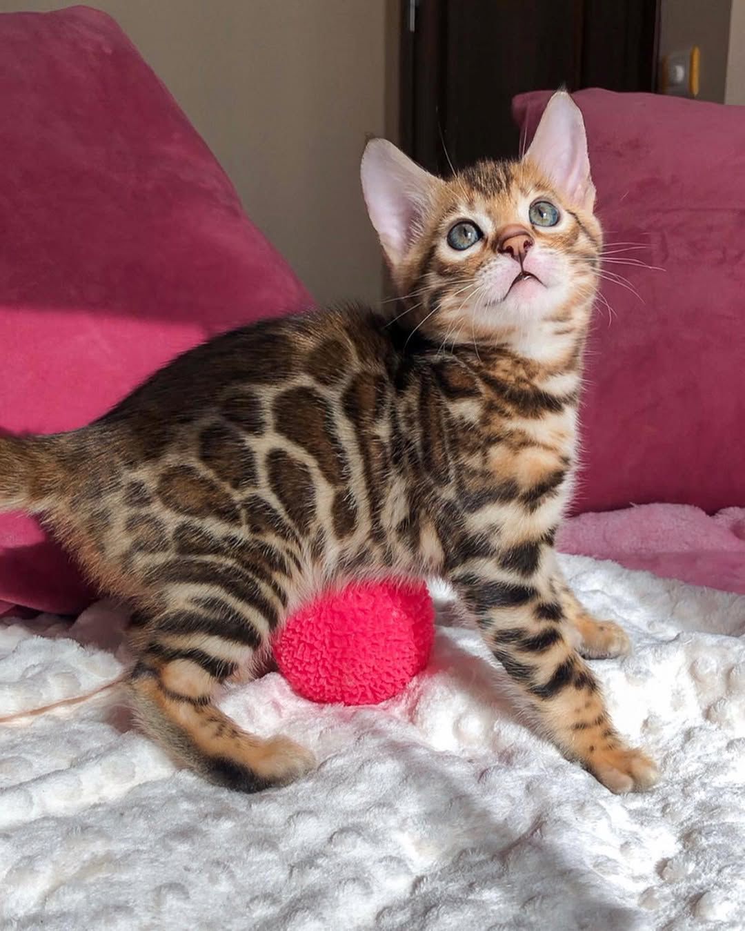 paloma female Paloma ( Hembra ) - Image 1