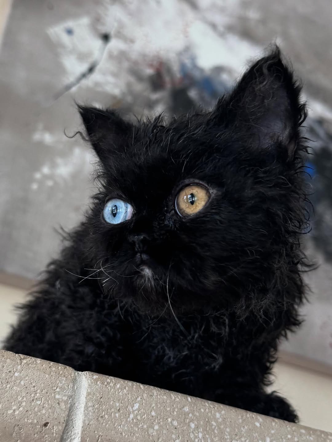 pixe female Pixe (Hembra ) - Image 1