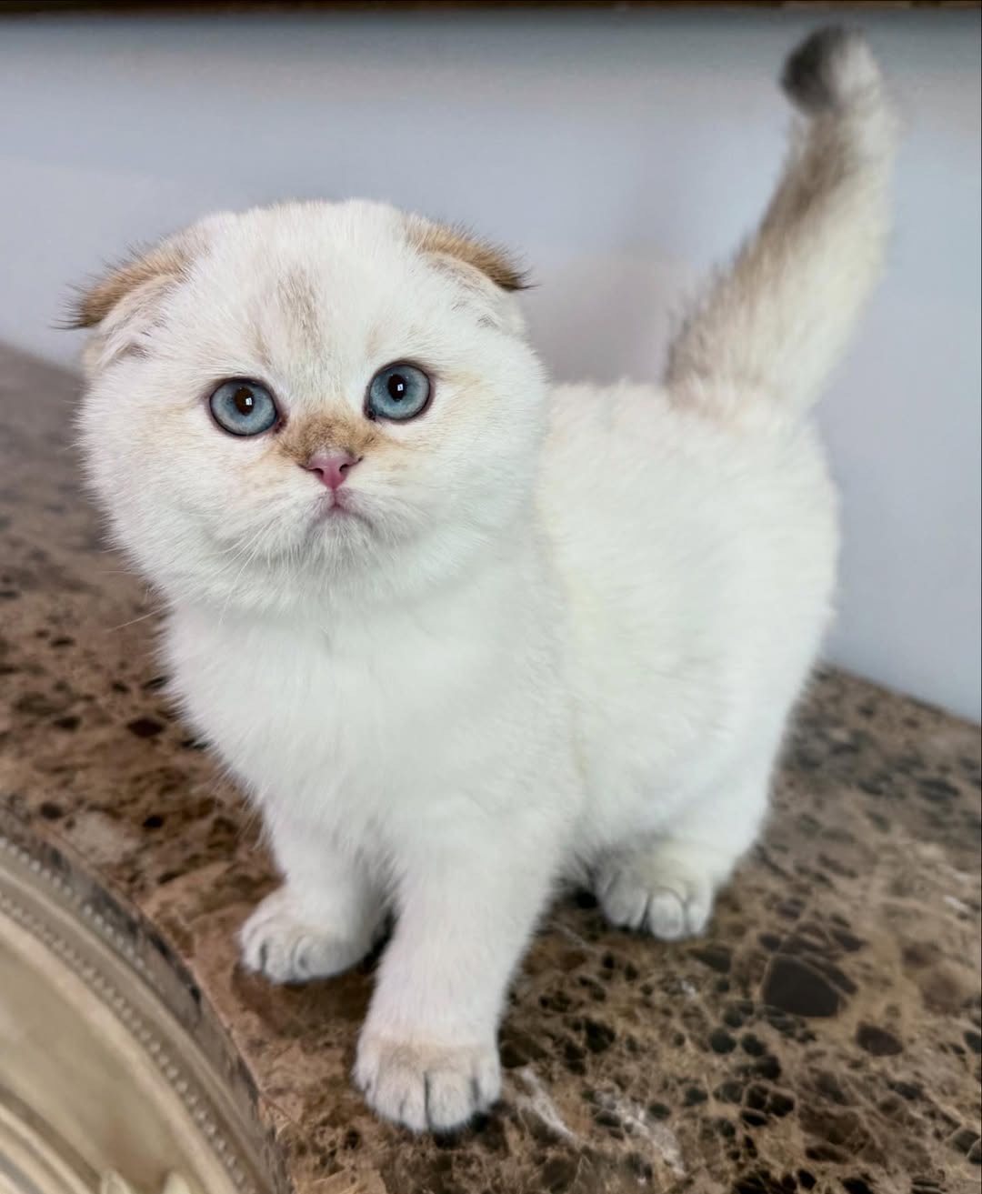 skye female Skye (Hembra) - Image 1