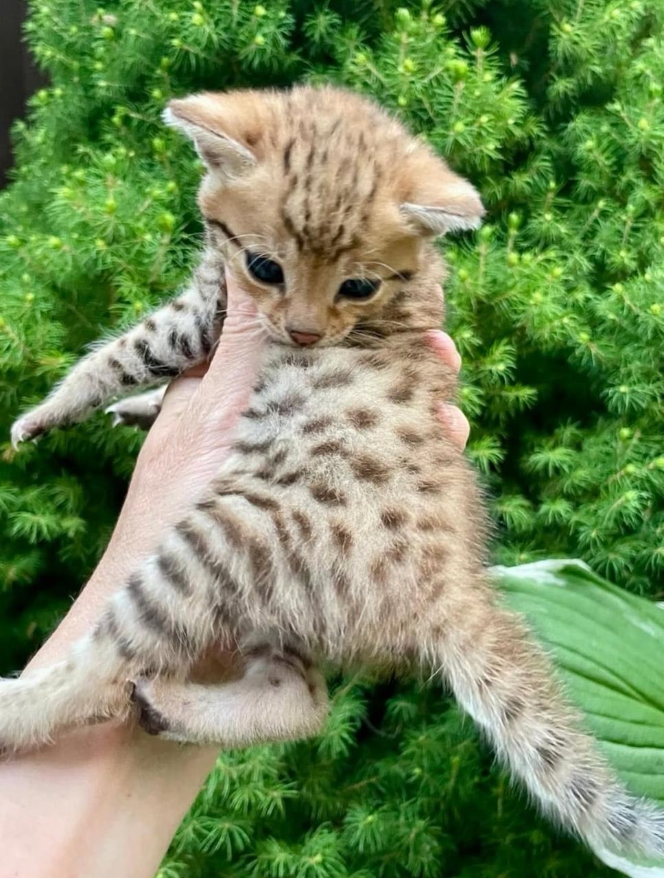 sophie female Sophie ( Hembra ) - Image 1